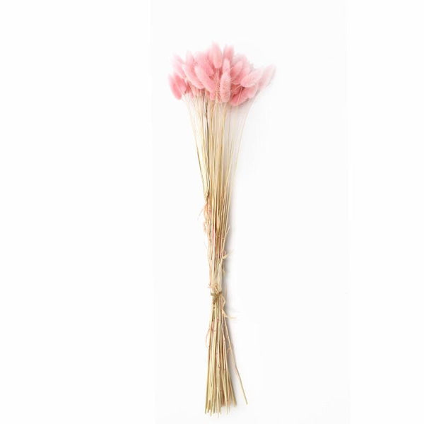 Dried Light Pink Lagurus Bunny Tail grass (bundle of 50)