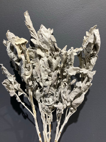 Preserved Dusty Miller