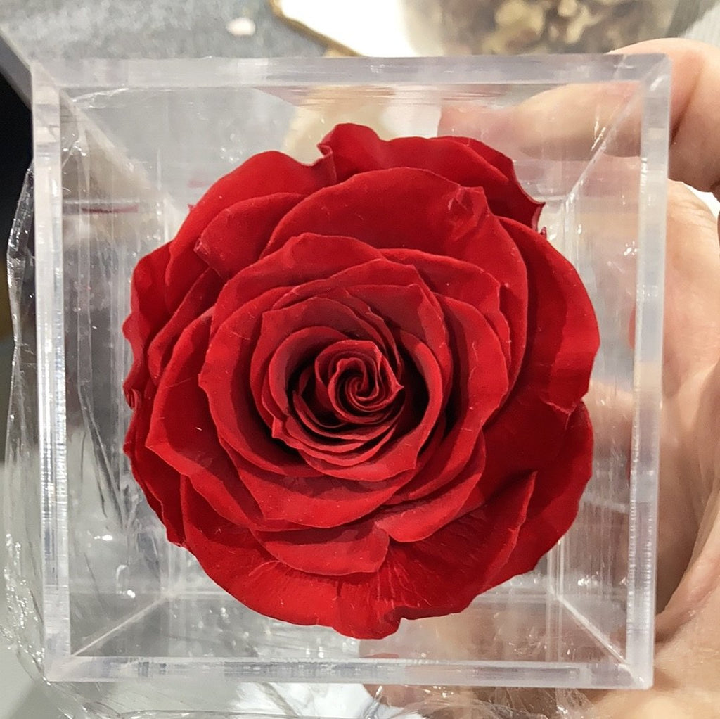 Preserved Rose in acrylic box Red (box of 1)