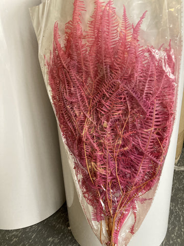 Preserved Bundle of Fern Pink