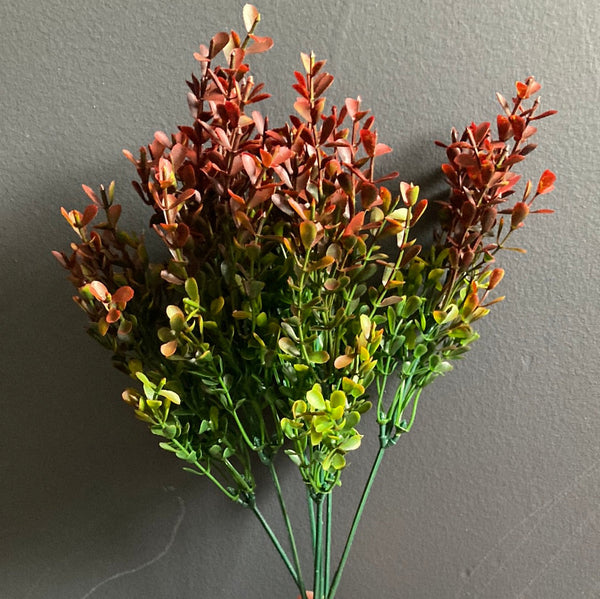 Green boxwood leaf with red tip