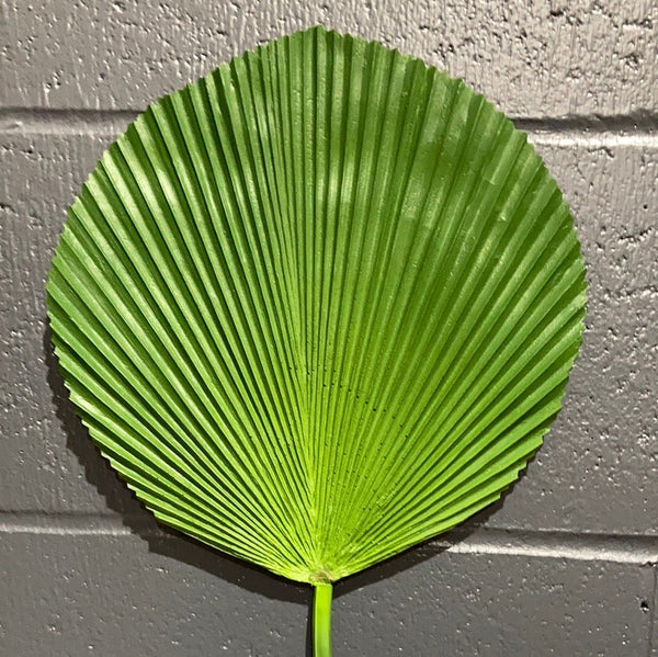 Round Green Palm Leaf (L)