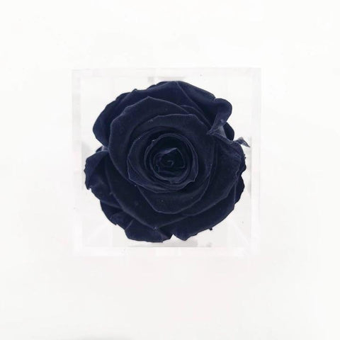 Preserved Rose in acrylic box Black (box of 1)