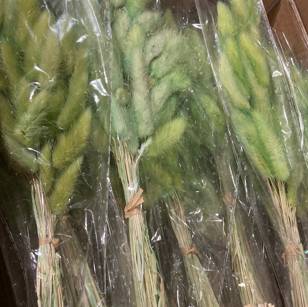 Dried Mint sage green Lagurus Bunny Tail grass (bundle of 50)