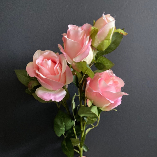 Pink Spray American Rose – Viva La Rosa