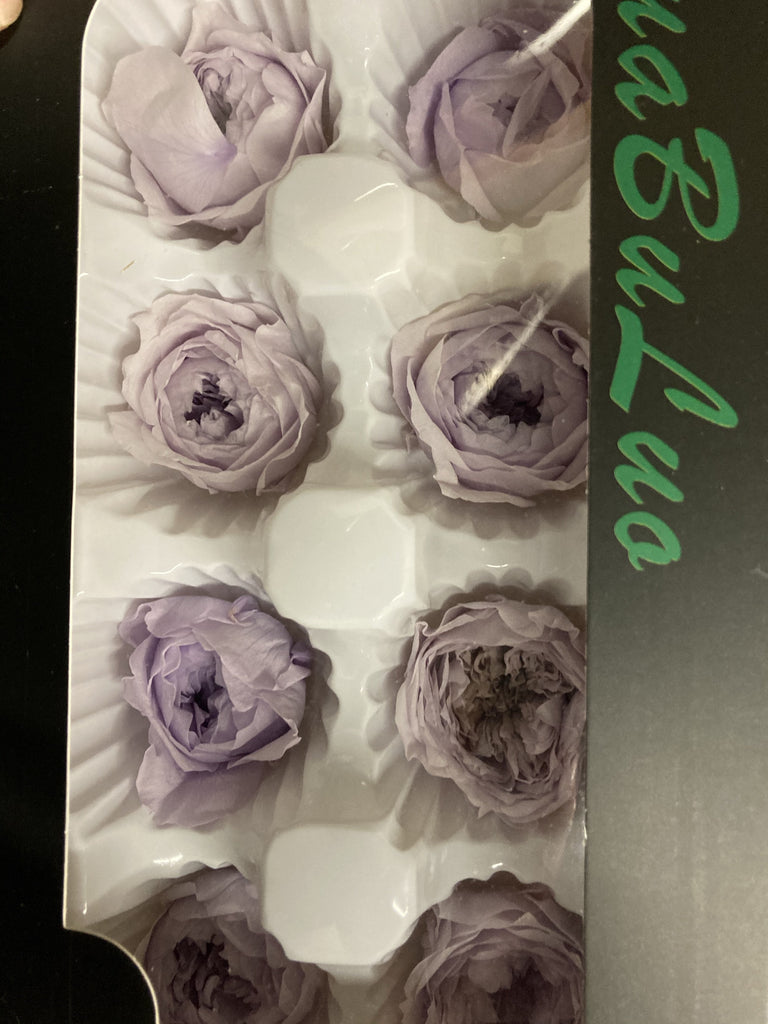 Preserved Austin Rose Lilac (box of 8)