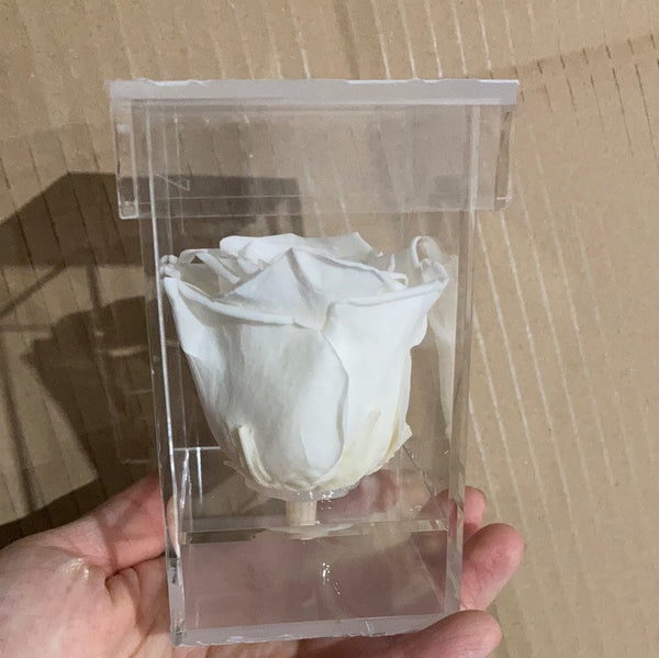 Preserved Rose in Tall Single acrylic box white (box of 1)