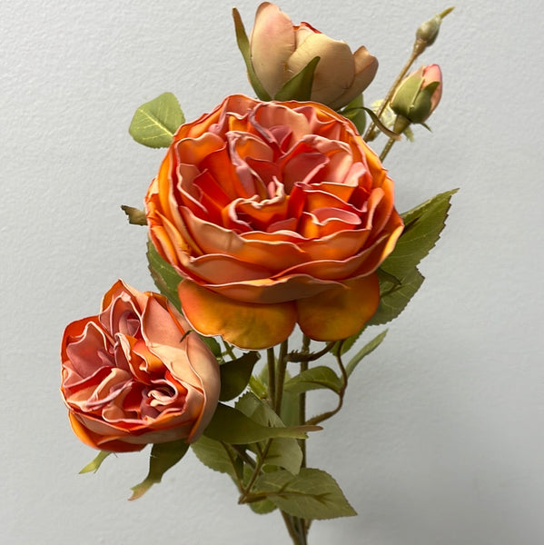 Burnt orange with burnt edge Single Stem RocoCo Austin Rose